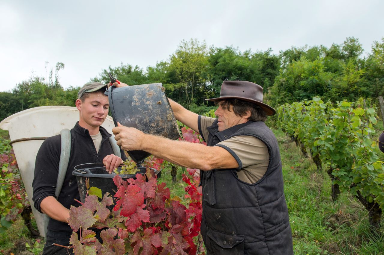 Vins Vigneron Philippe Bornard 8965